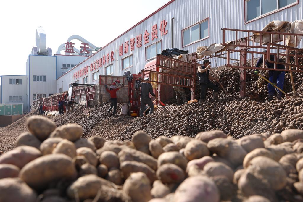 甘肃定西：一颗马铃薯的“升级跳”